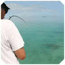 shark fishing
